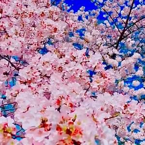 Meet your Posher, Hoa